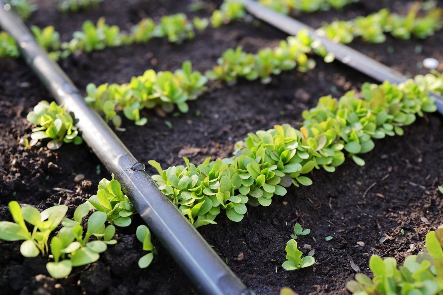 Drip irrigation