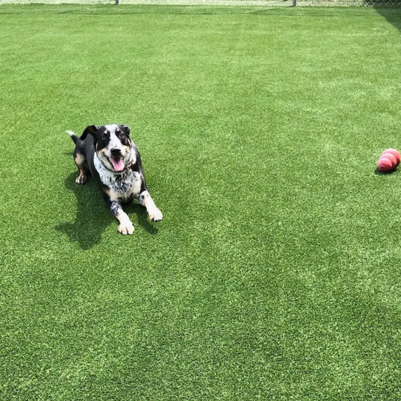 Pet turf